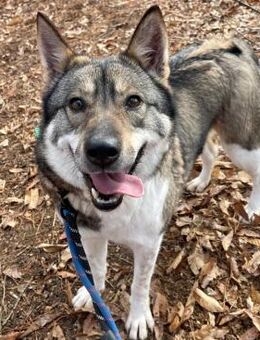 Wunderschöne Aria sucht Zuhause ♥ - Ebstorf (Klosterflecken)