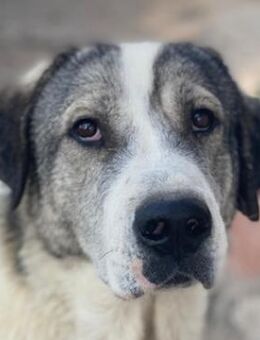 Torac, geb. ca. 08/2023, GRIECHENLAND - Markdorf