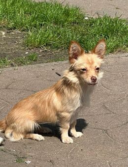Kokoni-Chihuahua-Mix Mia - Richtenberg