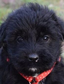 Moon - einfach ausgesetzt - Süderbrarup