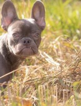 Bentley sucht seine Familie - Wettenberg