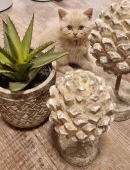 Reinrassige BKH und BLH KITTEN - Lingen (Ems)