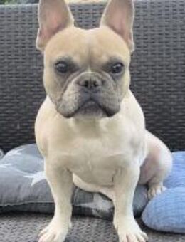 💙 René junger, Französche Bulldogge - Kassel