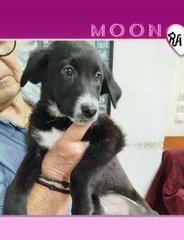 Moon - bereit dich zu lieben! - Alfeld (Leine)