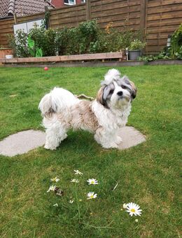 Shih Tzu und Malteser Dreicolour - Westerkappeln