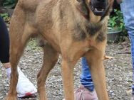 Traumhund Ryder sucht ein Zuhause - Grevenbroich