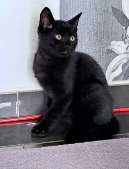 BKH Kitten - Rahden