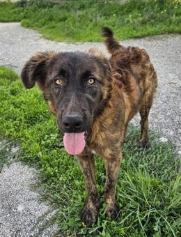 Billy im städtischen Canile - Bad Vilbel