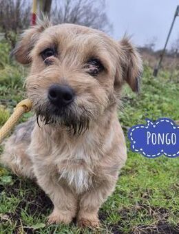 Pongo ein Engel auf vier Pfoten - Flörsheim-Dalsheim