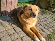 Zauberhafte Sally sucht ihr Körbchen - Pirmasens