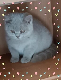 Reinrassige Britisch Kurzhaar - BKH Kitten mit Stammbaum - Altlußheim
