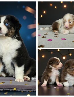 Australian Shepherd Welpen mit ASCA-Papieren - Simbach (Inn) Zentrum