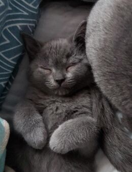 British kurzhaar kitten - Koblenz