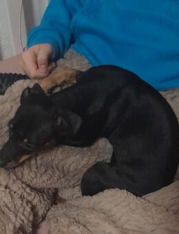 Zwergpinscher Terrirer Mix Welpe - Herne