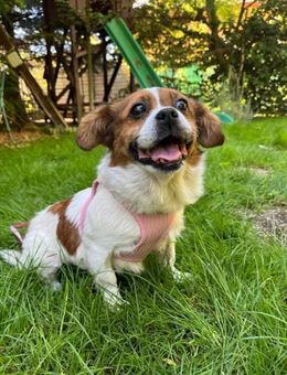 🌸 Ich bin Penny -4 Jahre alt - Kassel