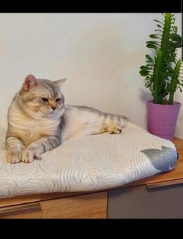 BKH Deckkater mit Stammbaum - Leipzig