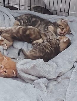 3 Maine Coon/EHK Mix Kitten - Zweibrücken Zentrum