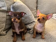 Chihuahua Welpen (m) suchen liebevolles Zuhause - Berlin