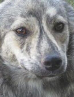 Xenia, unsere gestromte Schönheit 🐾 - Elsdorf (Nordrhein-Westfalen)