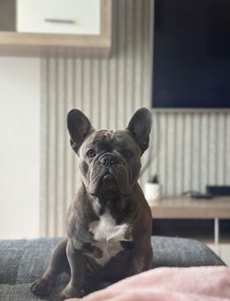 Mein Hund sucht einen neues Zuhause - Borna