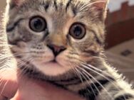 BKH Kitten süß in Tabby - Bottrop