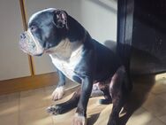 Continental Bulldogge 4 jahre sucht neues zuhause - Duisburg
