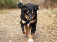 Australian Shepherd Welpe - Vettweiß