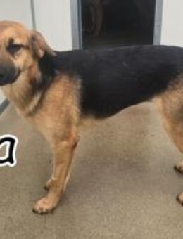 Kiara stellt sich Ihnen vor❤️ - Essingen (Rheinland-Pfalz)