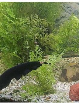 Messerfisch abzugeben - Neuss