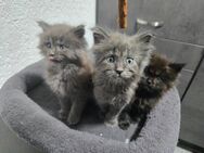 Reisdessige maincoon kitten - Lampertheim