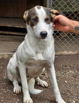 Freundlicher MEX möchte Zuhause ♥️ - München