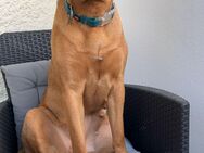 Labrador/Ridgeback Mix - Rostock