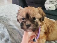 Shi tzu Malteser Welpen - Hemmoor