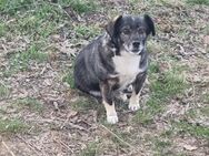 💜Jimmy💜 6,5 Jahre Mischlingsrüde - Kassel