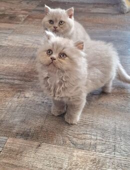 Reinrassige Blh Kater - Lingen (Ems)