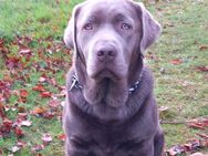 Labrador Rüde mit Ahnentafel - Hamminkeln