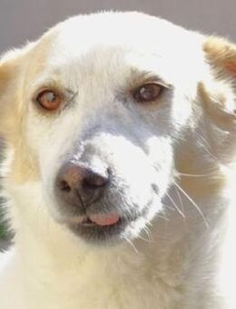 Wer rettet GILDA aus der Tötung? - Gefrees