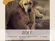 Labrador Zoee sucht liebevolles Zuhause - Lippetal