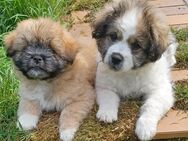Shih Tzu x Spitz Mischlings Welpen - Malsch (Landkreis Karlsruhe)