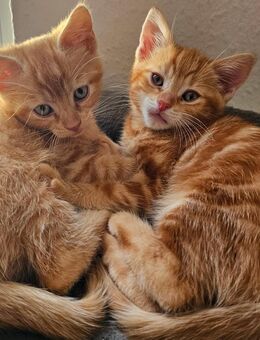 Zwei rote Katzen Weibchen Katzenbabies - Erfurt