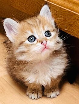 Sibirische Waldkatze Kitten - Altdorf (Bayern)
