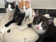Katzen sucht ein liebevolles Zuhause - Pforzen