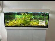 AQUARIUM JUWEL 240 L KOMPLETT - Köln