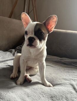 Französische Bulldogge Crash sucht zuhause - Aken (Elbe)