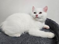 3 BKH Kater – geboren am 08.04.2025 – abgabebereit - Düsseldorf