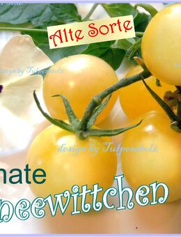 ♥ Tomate Schneewittchen Samen,Alte Sorte,Tulpenstolz Garten Seeds,samenfest,gelb,weiß,robuste Erhaltersorte - Hamburg