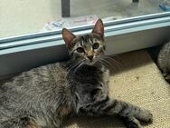 Katze sucht ein neues Zuhause - Bremen