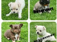 Chihuahua Welpen reinrassig LH - Verl