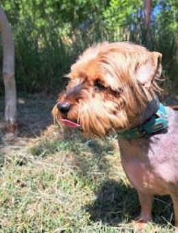 Yoyo, treuer Yorkshireterriermix ca. 5 J - Vaterstetten