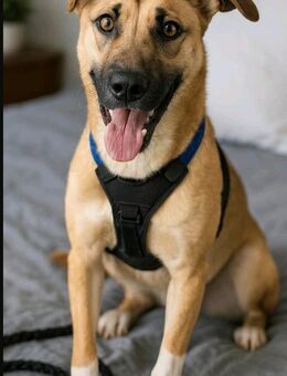 Hallo Welt,ich bin Iskierka✨ - Nettetal